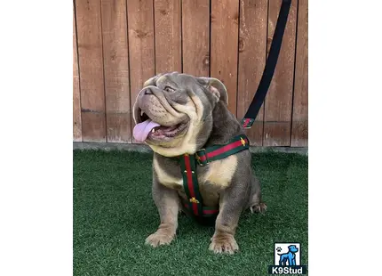 a english bulldog dog sitting on grass